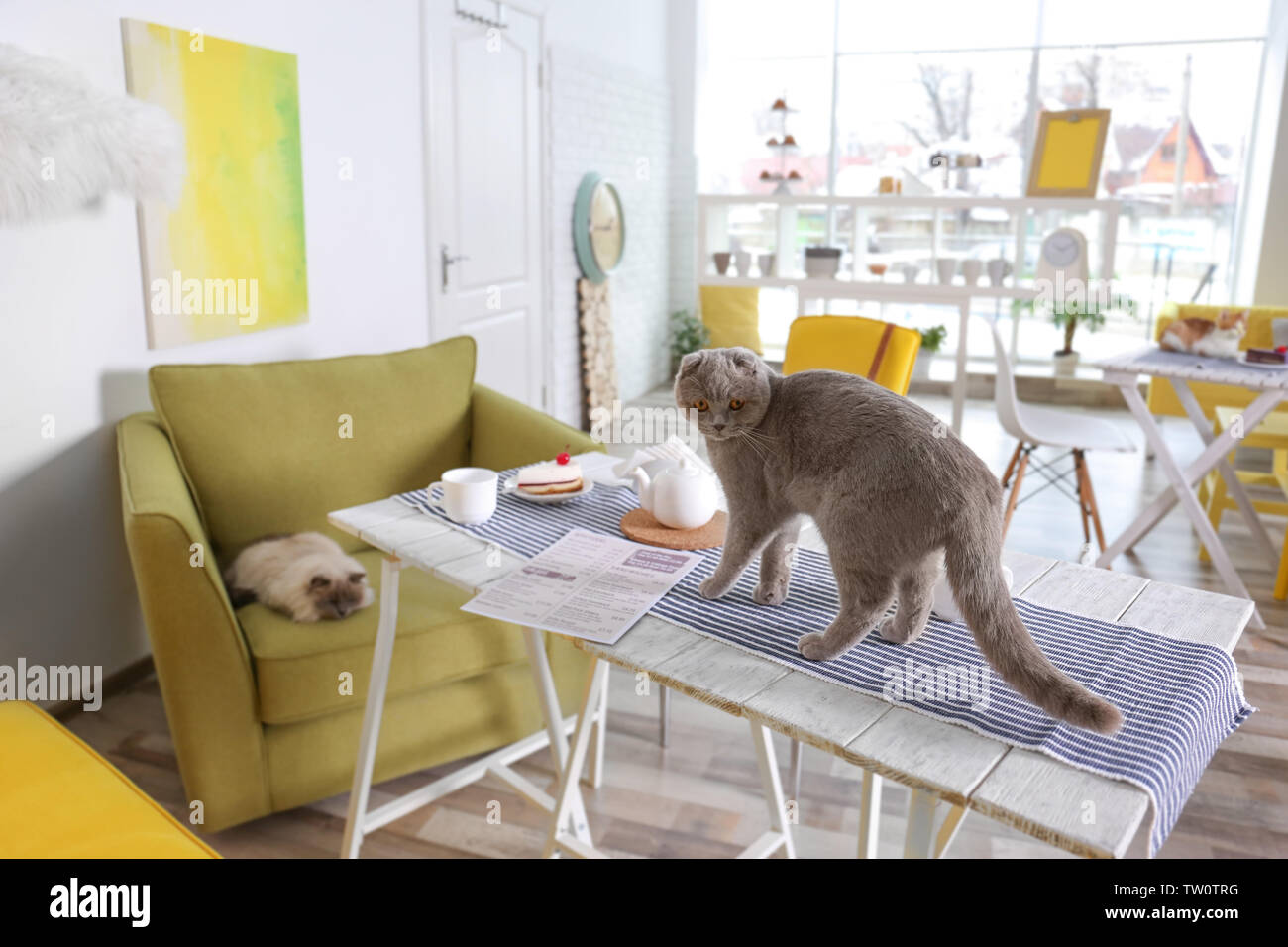 Cute funny cat on table in modern cafe Stock Photo