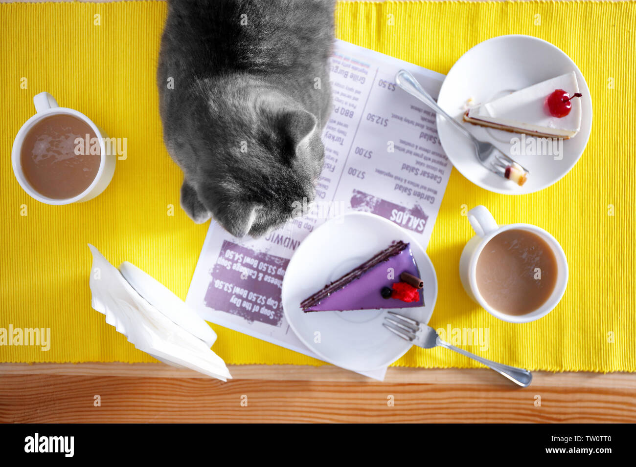 Meow meow cat cafe hi-res stock photography and images - Alamy