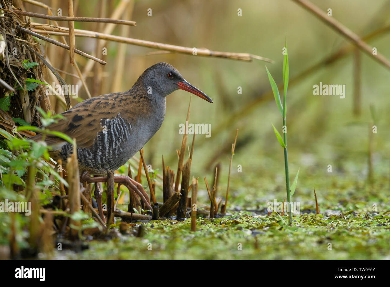 Water Rail - Rallus aquaticus, rare shy bird from European reeds and wetlands, Hortobagy National Park, Hungary. Stock Photo