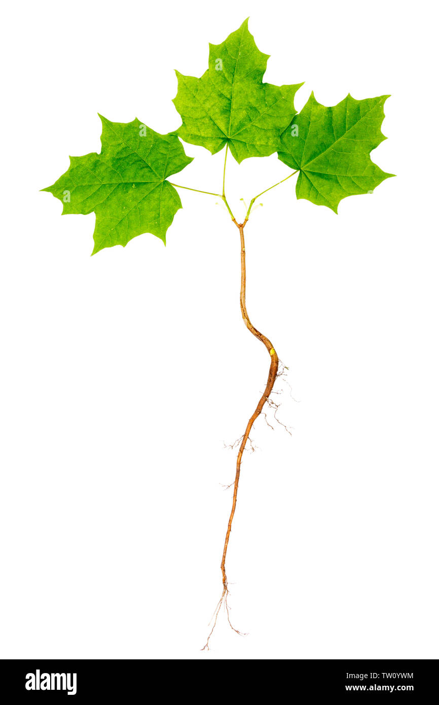Young maple tree with roots isolated on white background. Stock Photo