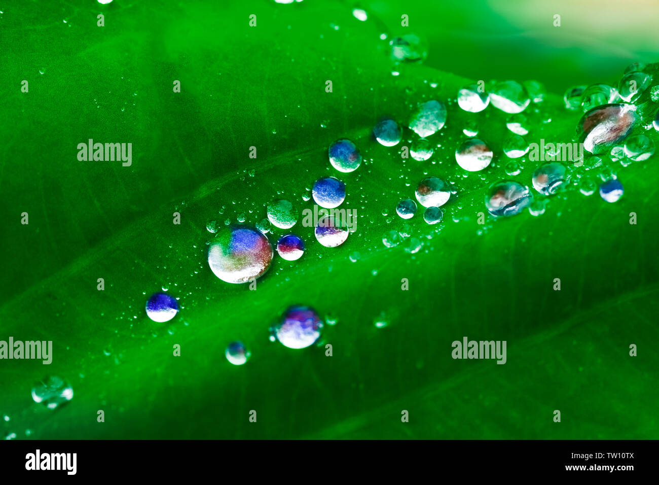 Colorful Water Drops On Green Leaves Stock Photo