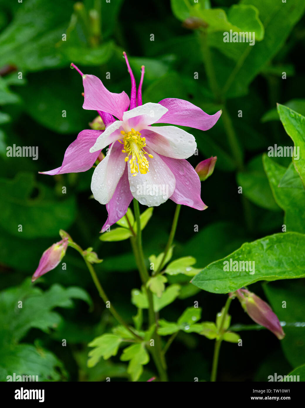 A bright colorful pink and white Columbine flower, Aquilegia, growing in the garden. Stock Photo
