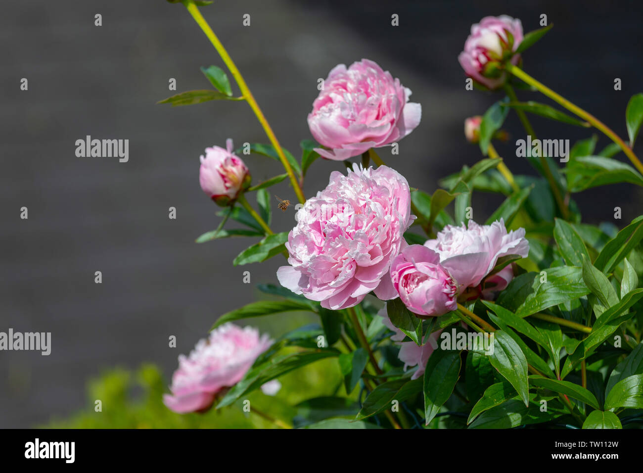 Flowers. Beautiful pink peonies in the garden on a summer day. Blooming ...