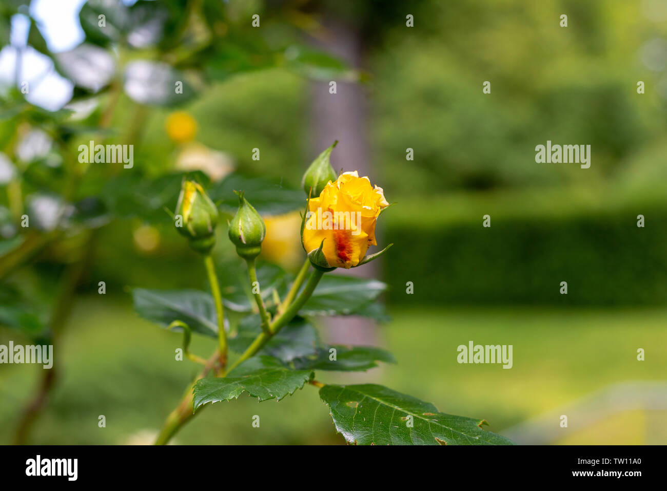 beautiful yellow roses in the garden Stock Photo - Alamy