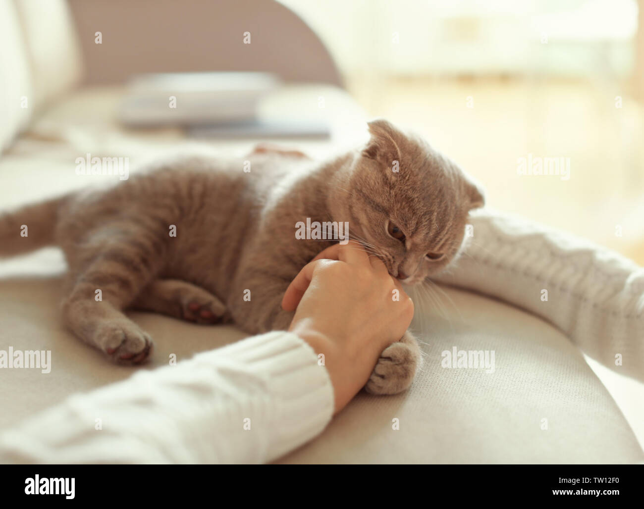 Young woman playing with cute cat at home Stock Photo