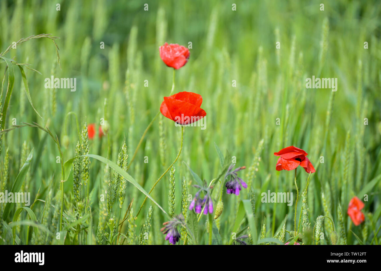 Poppy flowers in wheat field Stock Photo