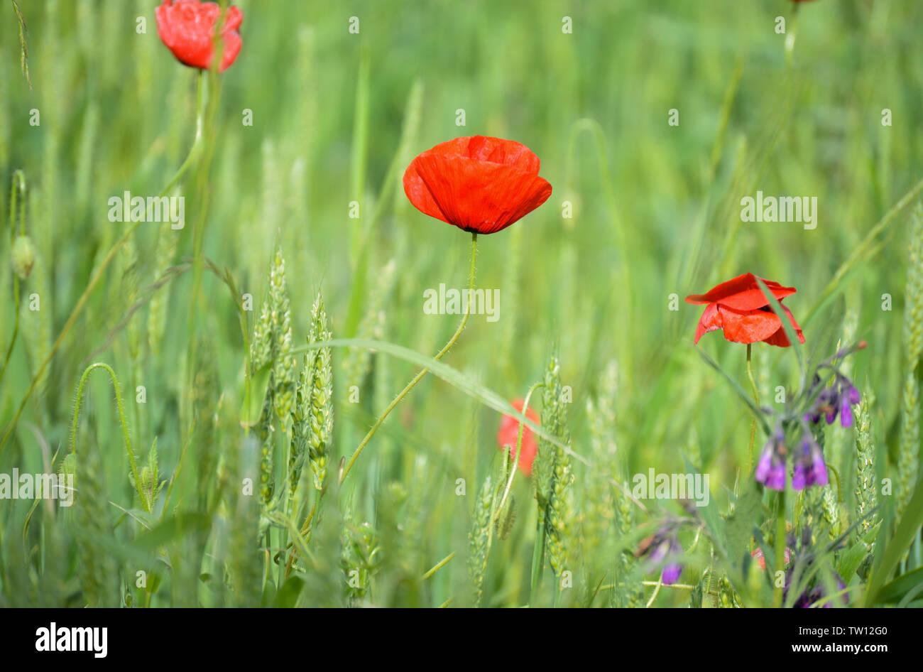 Poppy flowers in wheat field Stock Photo