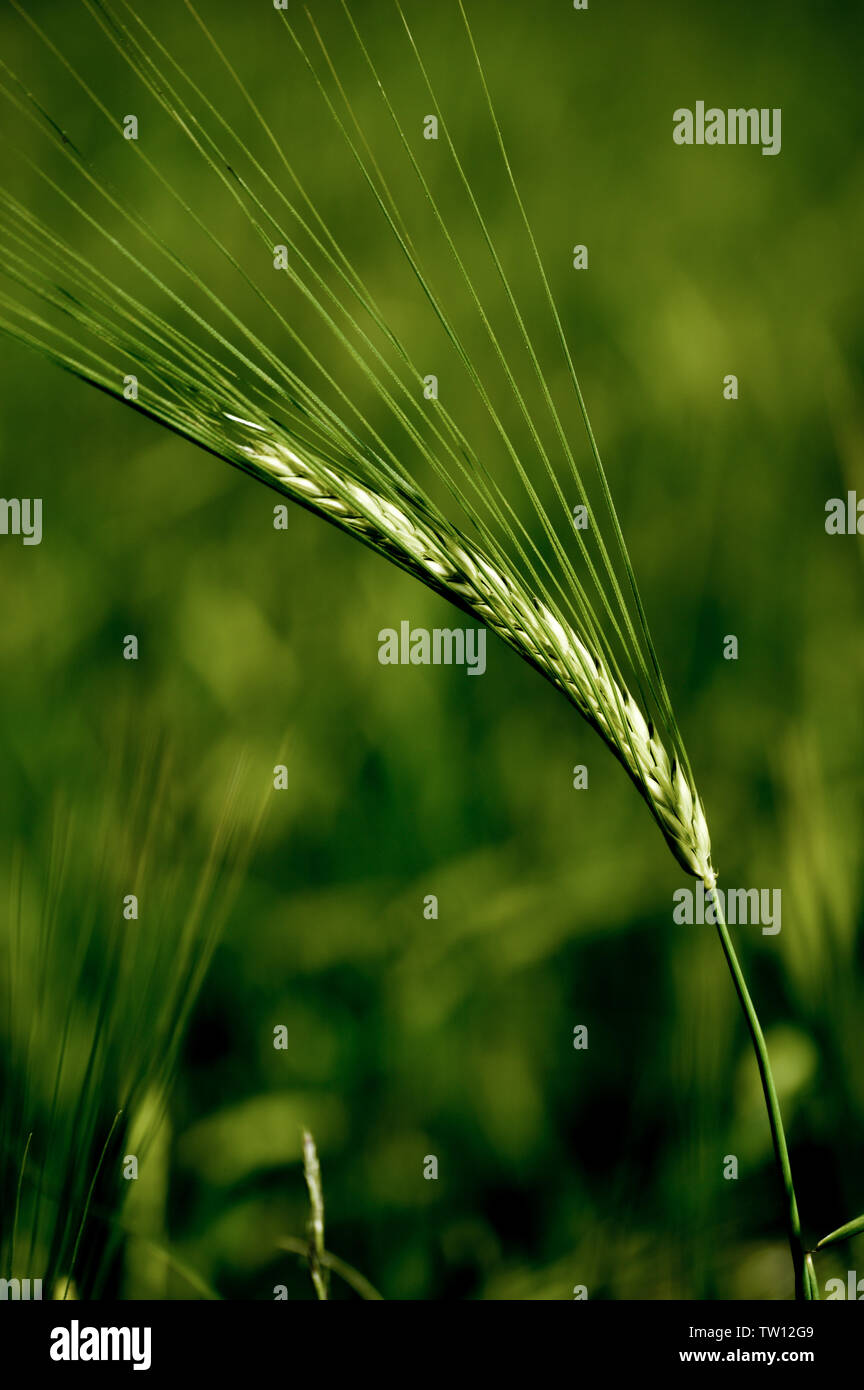 Ear of wheat, close up Stock Photo
