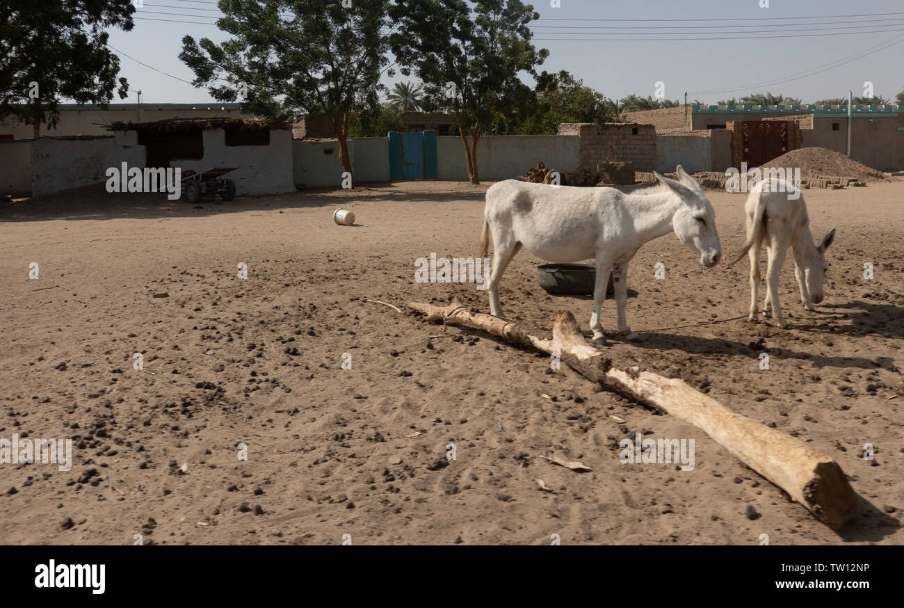 Two white donkeys search the village square in an African village in Sudan for the sparse food. Stock Photo