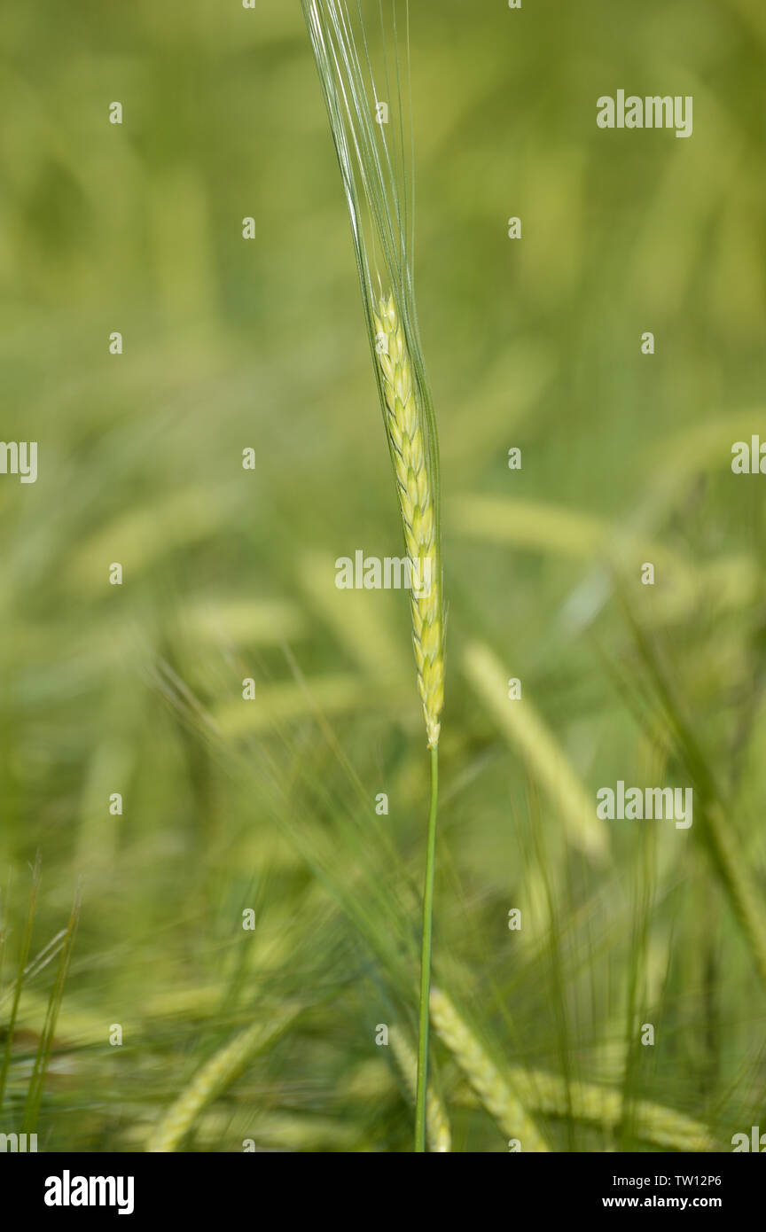 Ear of wheat closeup hi-res stock photography and images - Alamy