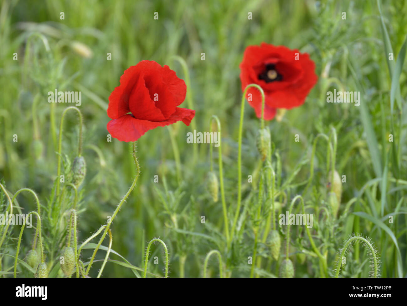 Poppy flowers in field Stock Photo