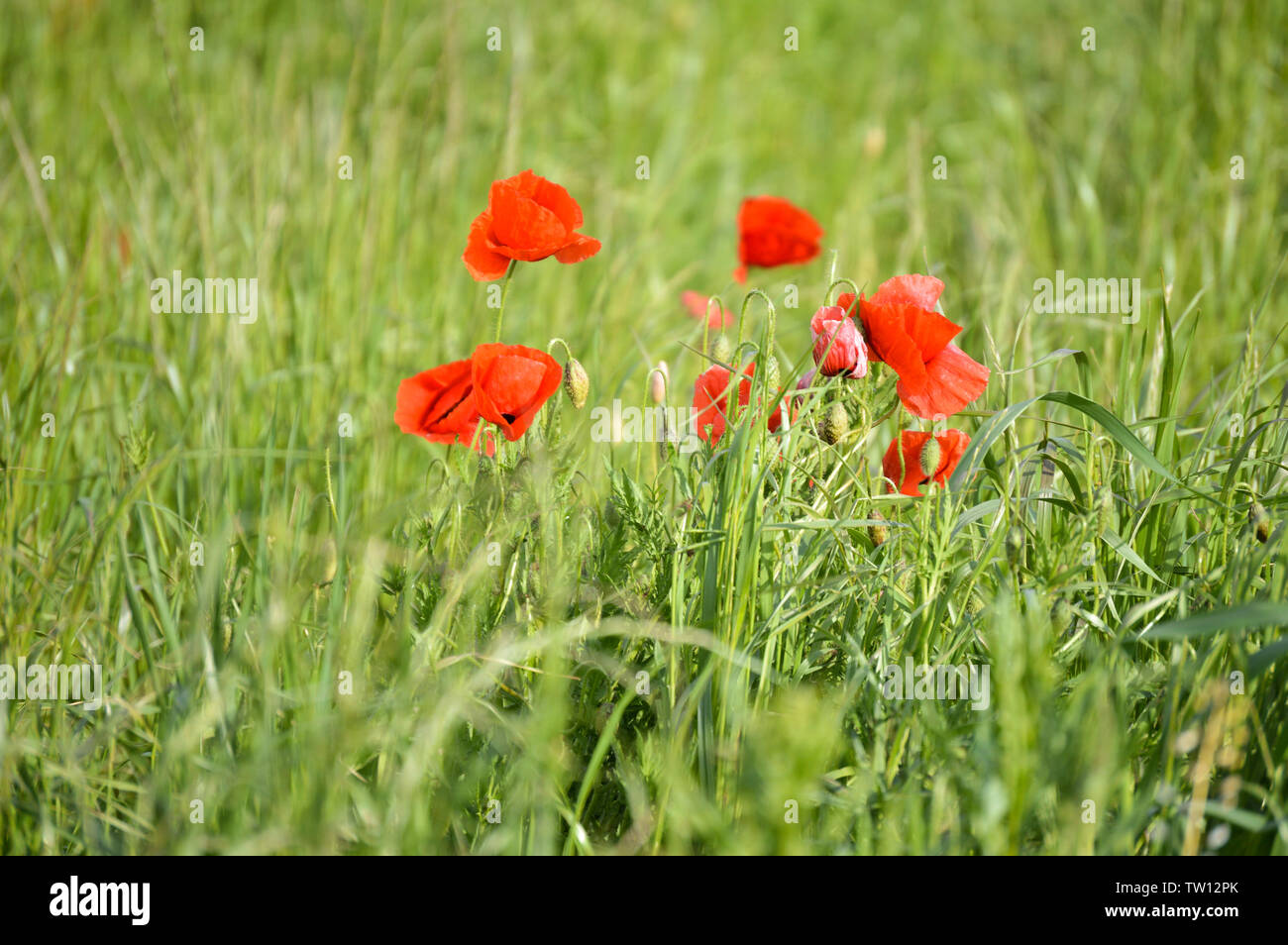 Poppy flowers in grass field Stock Photo