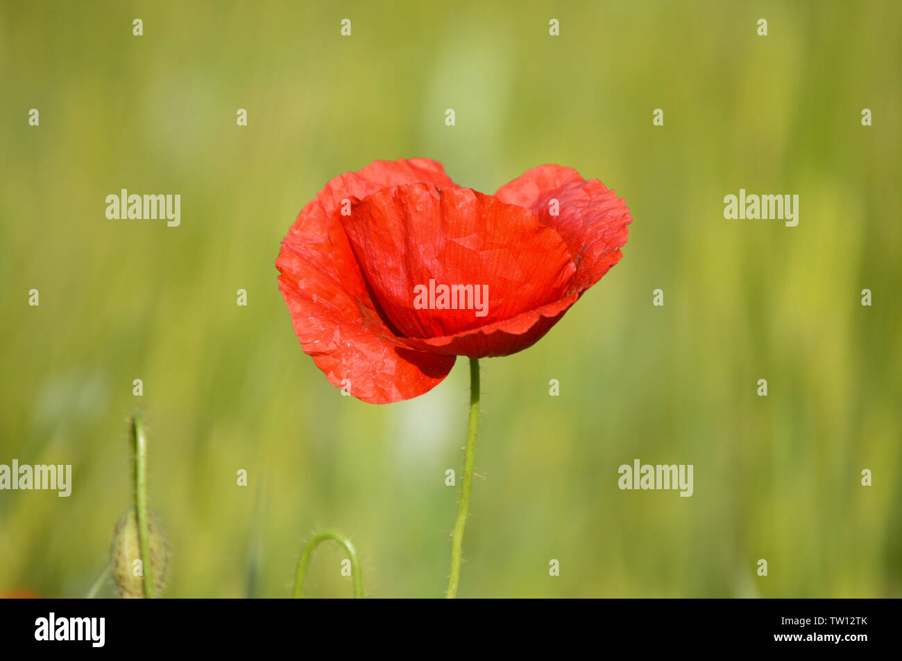 Poppy flower isolated on wheat field Stock Photo