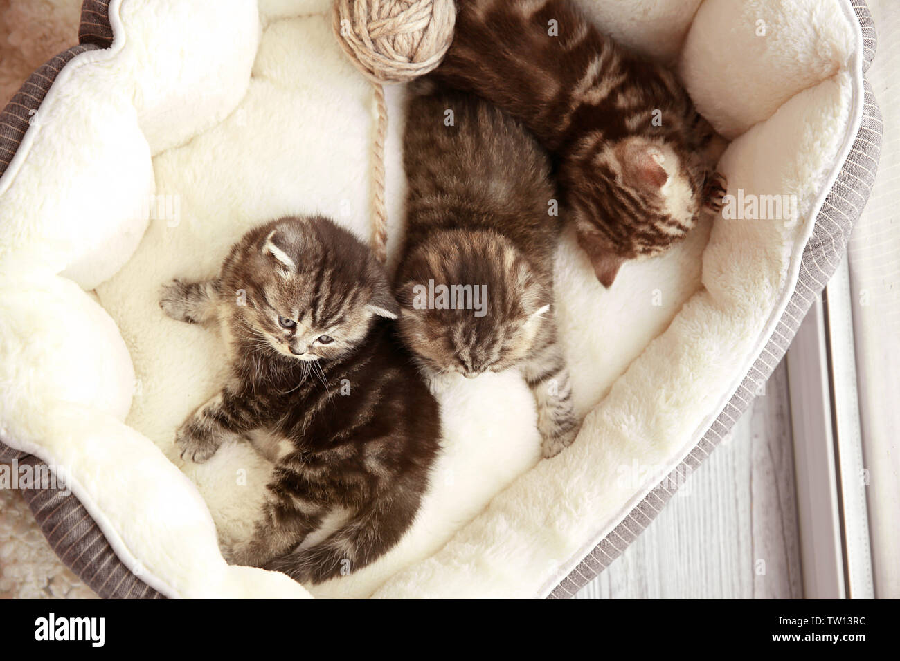 Cute kittens in pet bed, closeup Stock Photo