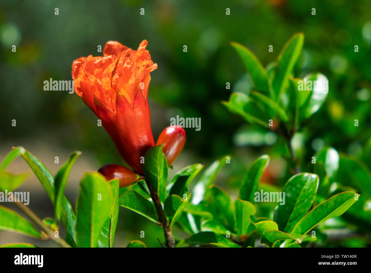 closeup of the branches of a pomegranate shrub in bloom, with beautiful red flowers Stock Photo
