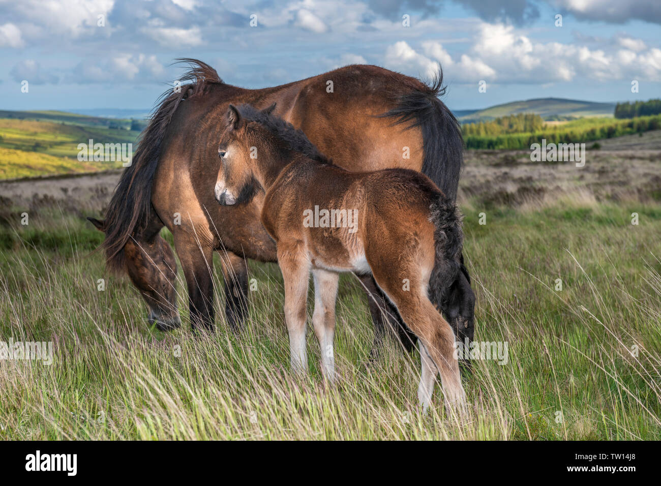 A wild newborn Dartmoor foal seeks the protection of it's mother on the windswept moorland near Postbridge. Stock Photo