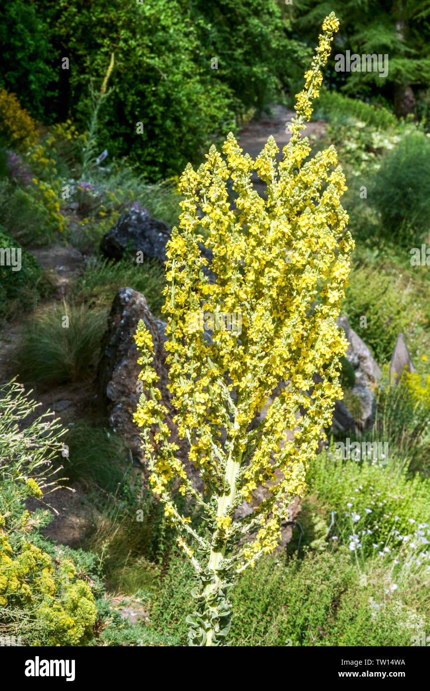 Greek Mullein, Verbascum olympicum garden flowers Stock Photo
