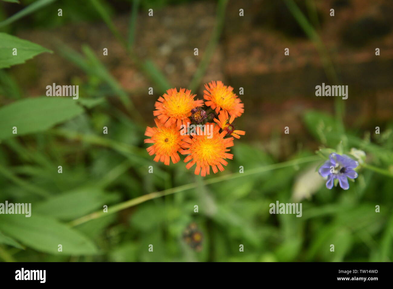 Fox and cubs flowers Stock Photo