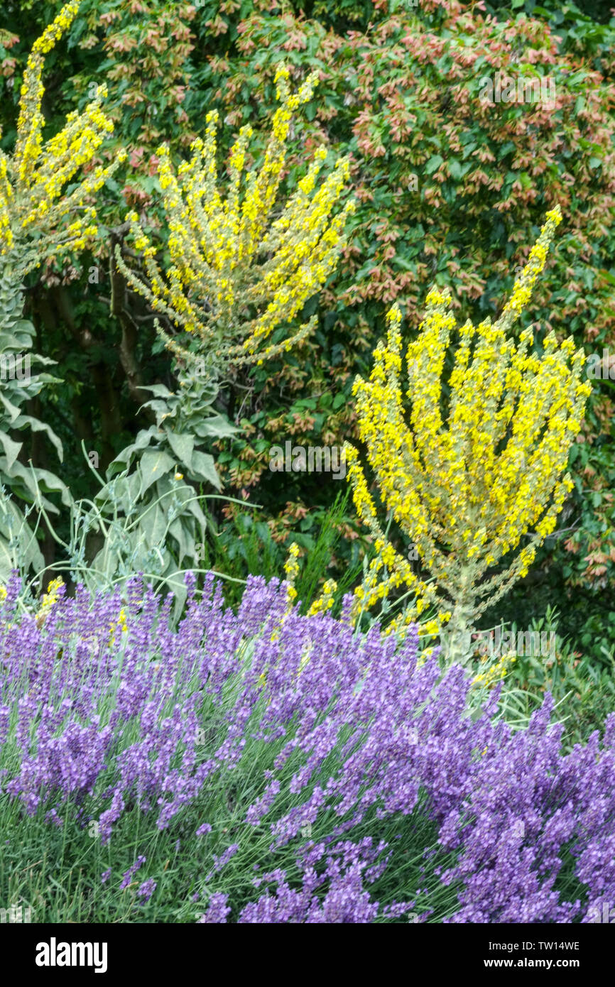 Flowering Mullein, Verbascum lavender Stock Photo