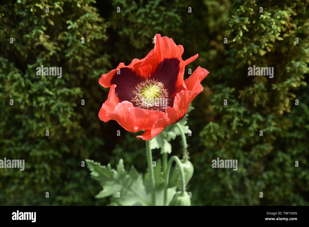 Red poppy flower flowers hi-res stock photography and images - Alamy