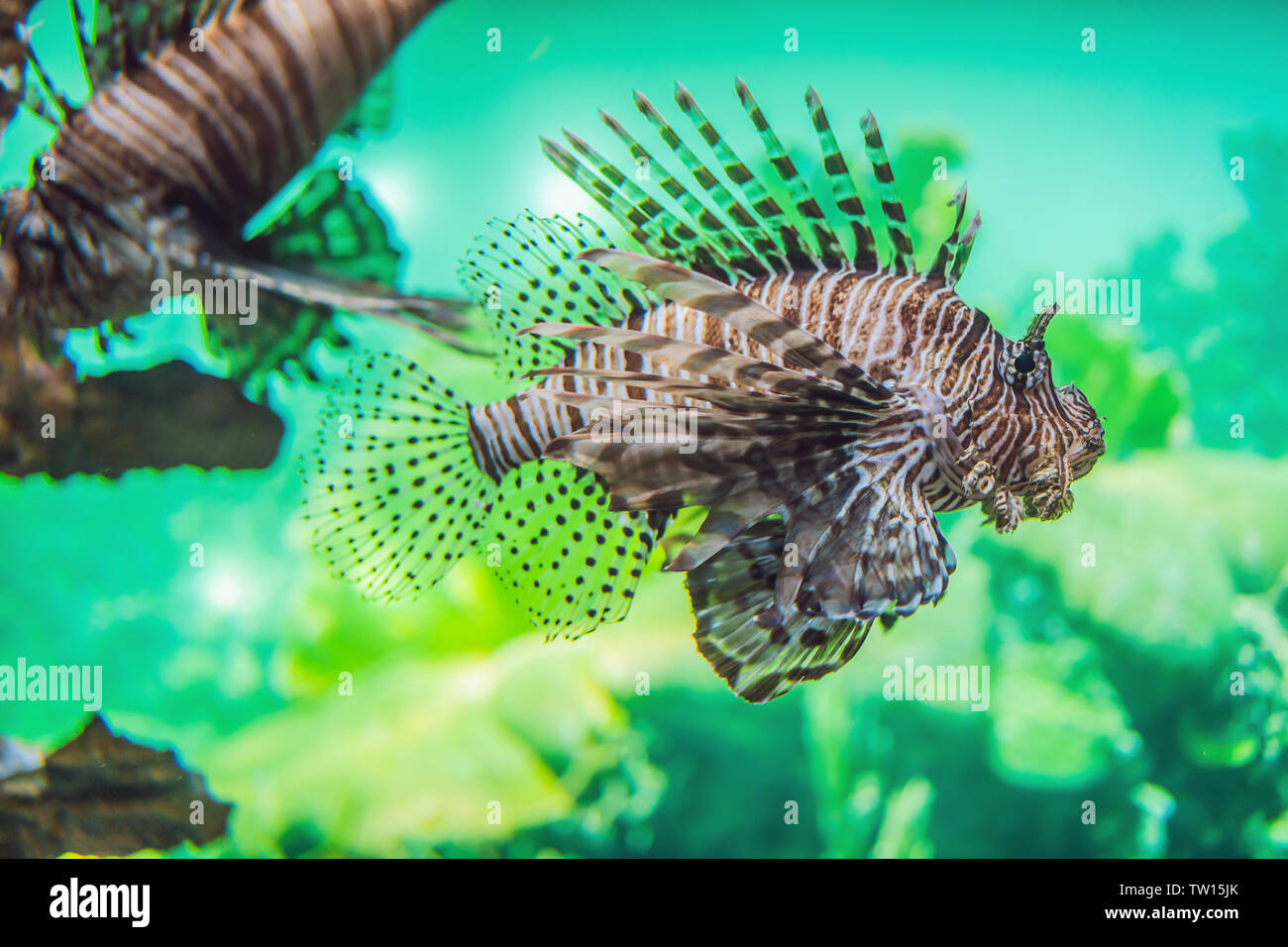aquarium colourfull fishes in dark deep blue water Stock Photo