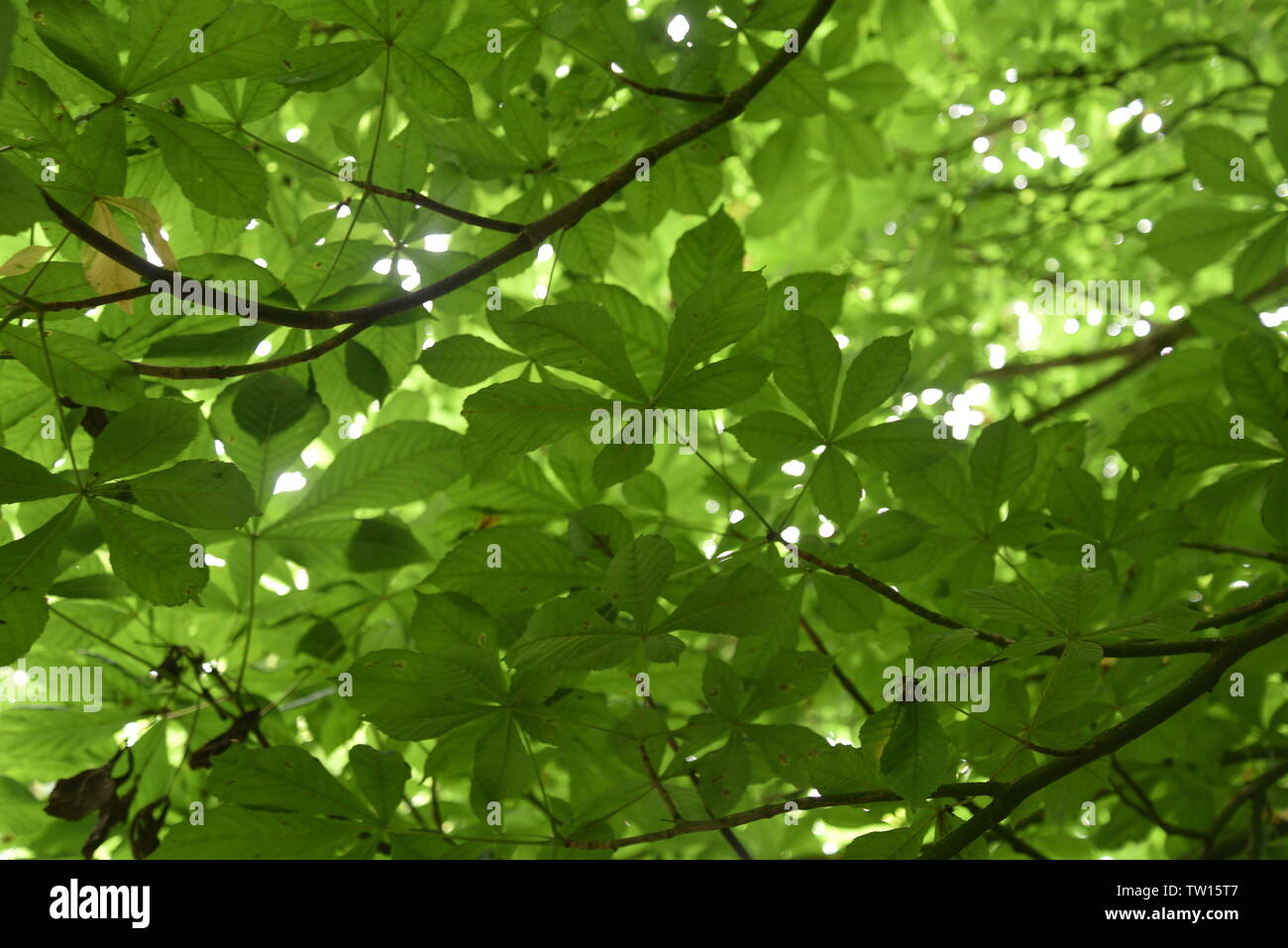 Verdant tree canopy hi-res stock photography and images - Alamy