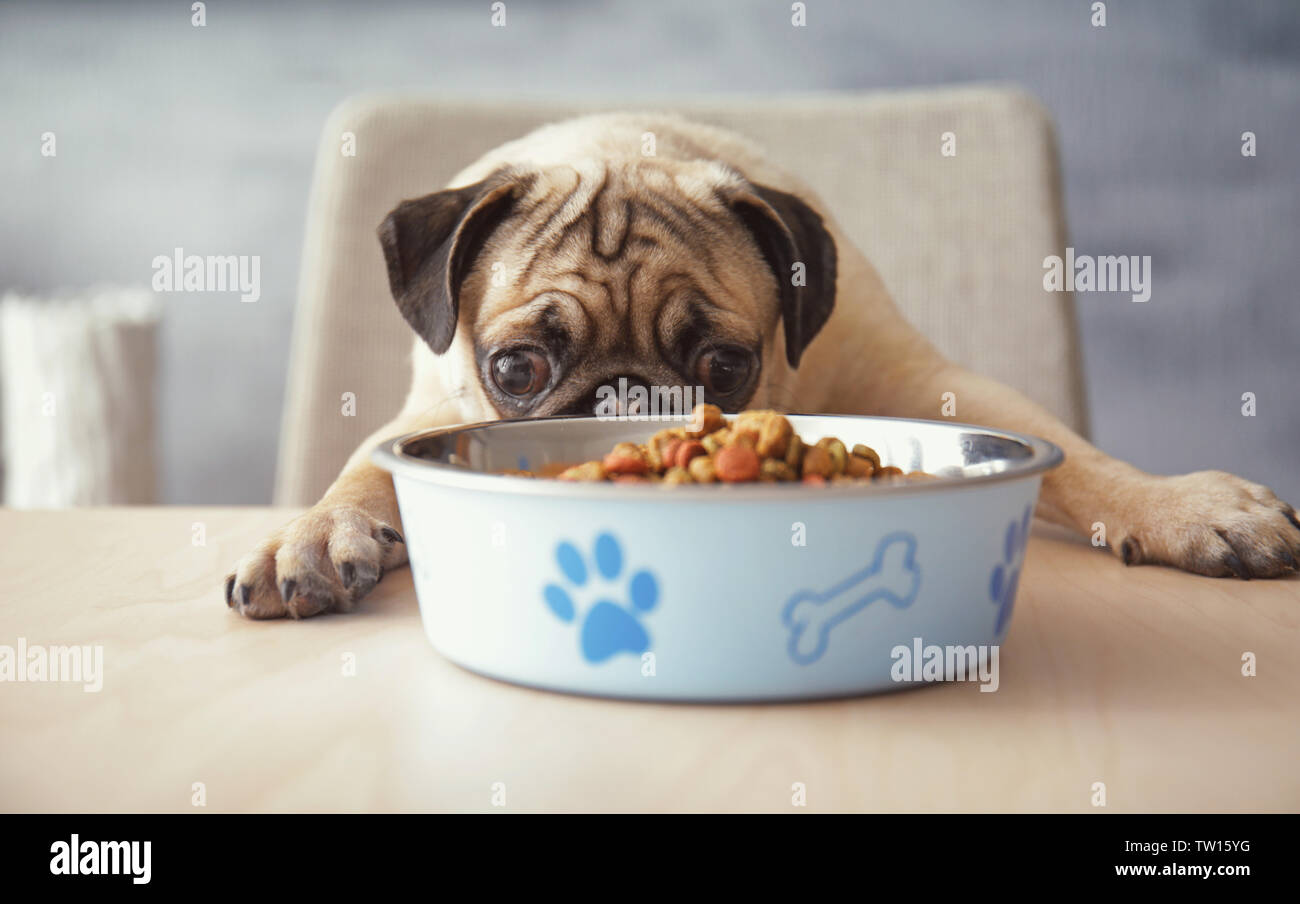 Dog food bowls for pugs hot sale