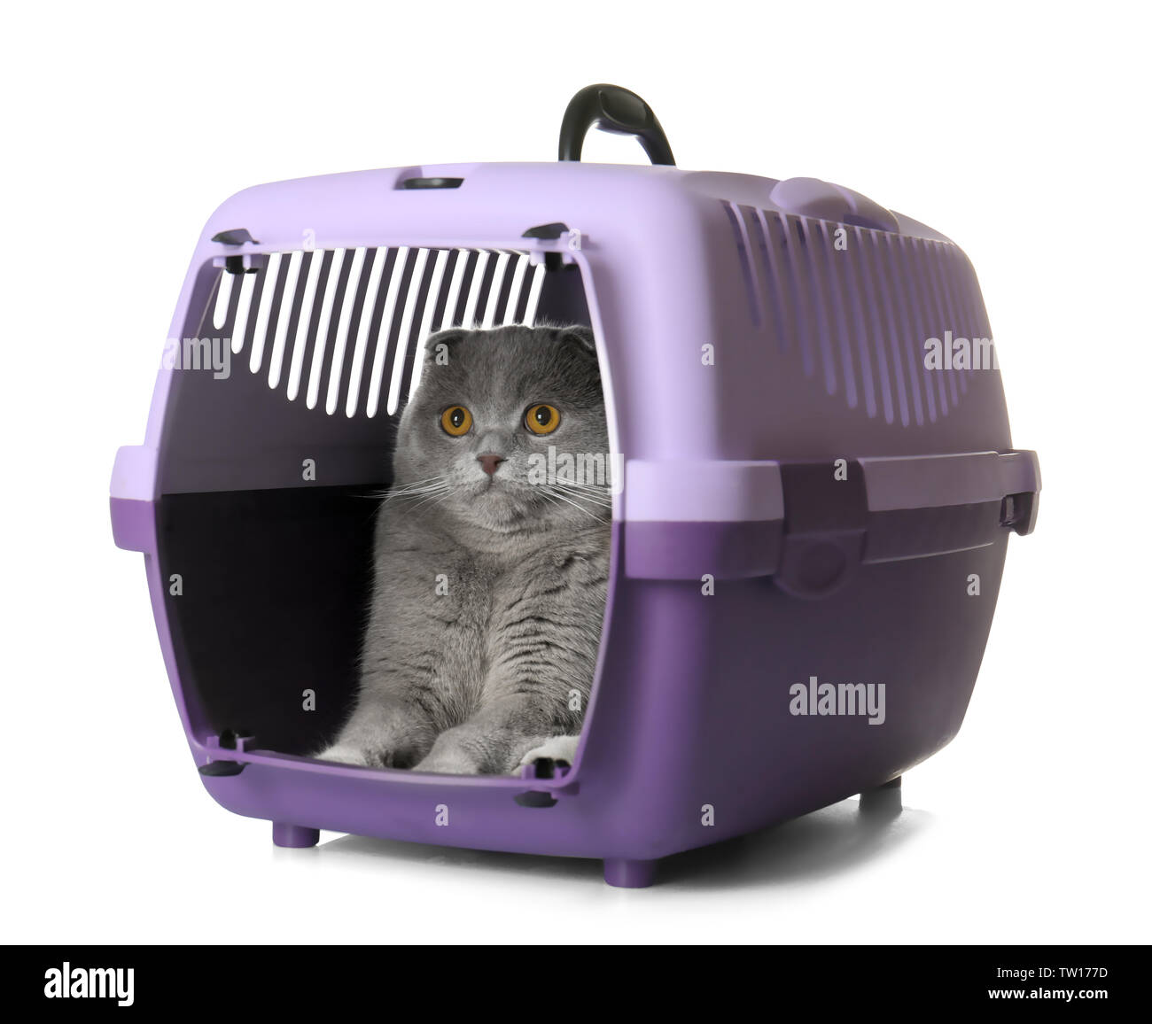 Funny Cat Carrier