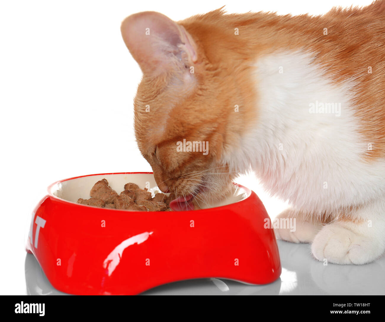 Foxy cat eating food from bowl on white background Stock Photo Alamy