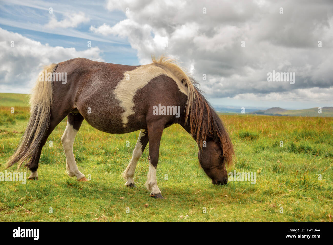 Piebald Dartmoor Pony grazing in the moor, in Dartmoor, Devon, UK Stock