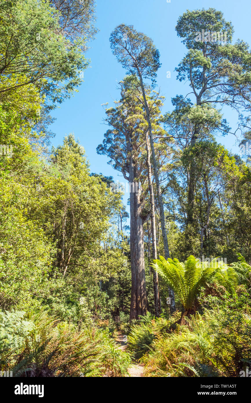 A large Eucalyptus obliqua tree, commonly known as the brown top