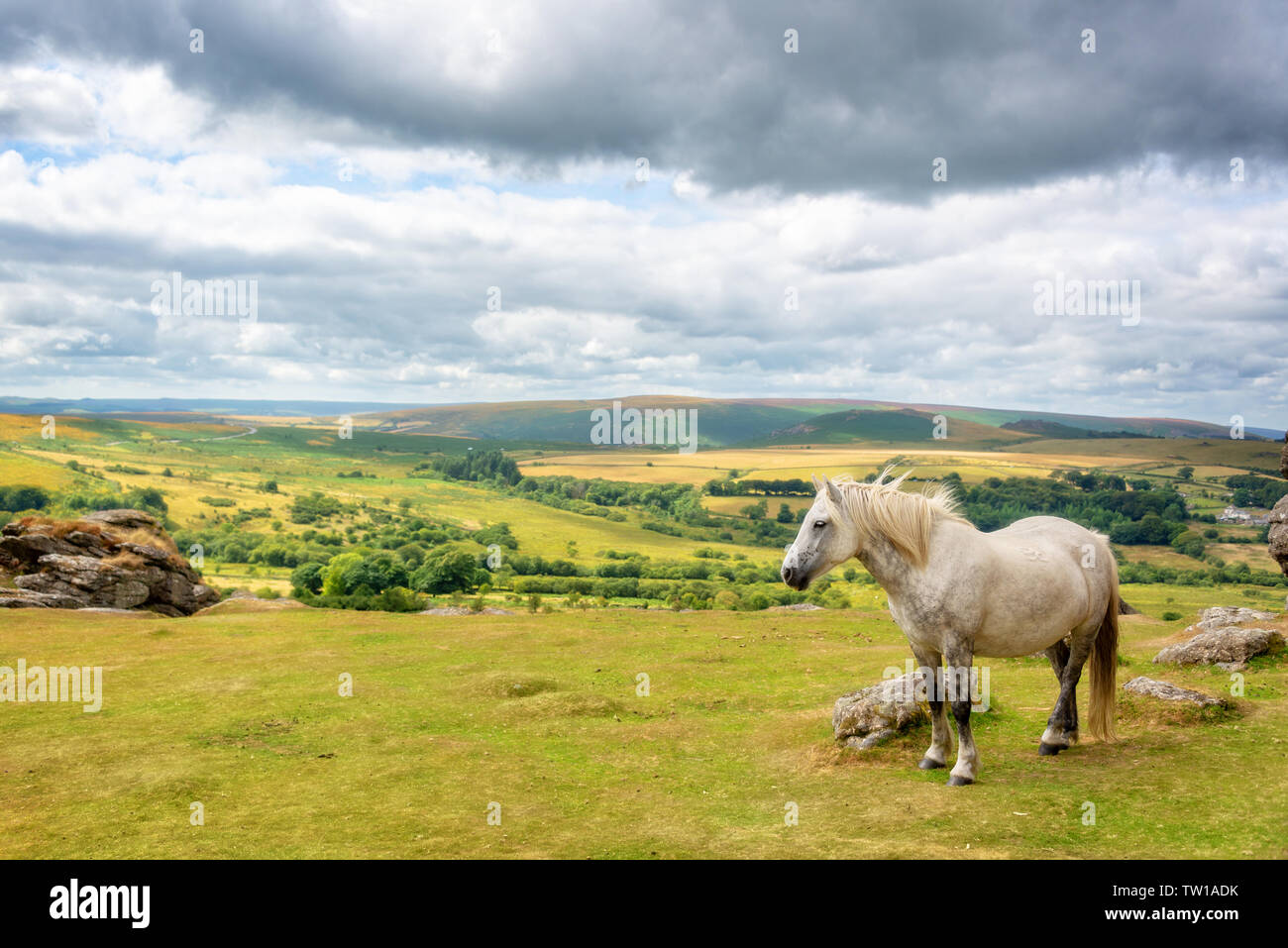 Dartmoor Pony near Saddle Tor, Dartmoor, Devon, UK Stock Photo