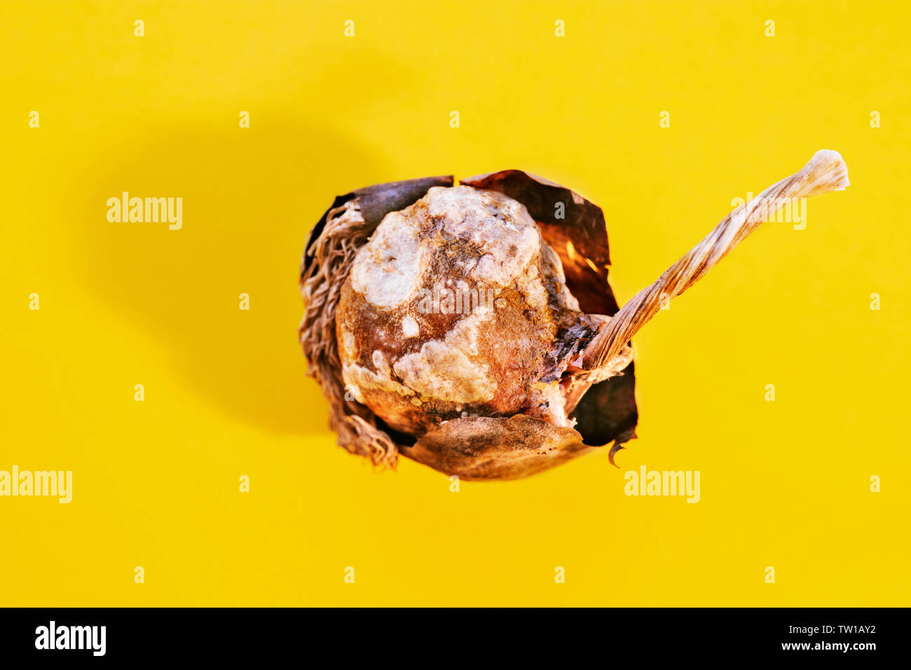 Bulb of tulip flower on colored background , dried brown surface with