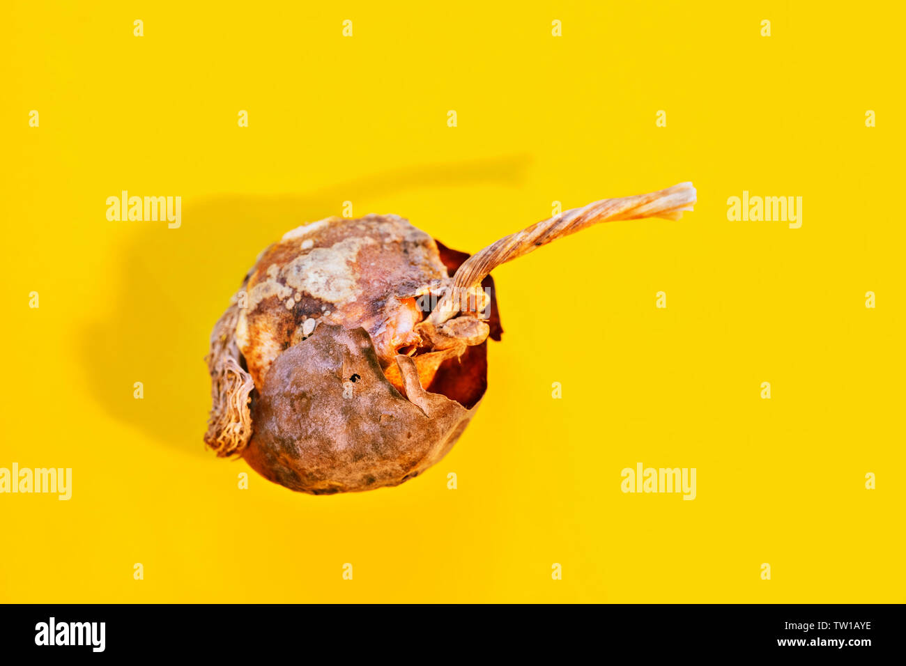 Bulb of tulip flower on colored background , dried brown surface with