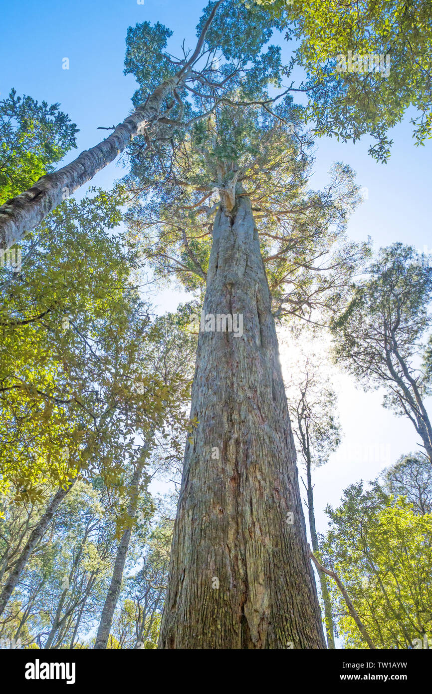 A large Eucalyptus obliqua tree, commonly known as the brown top