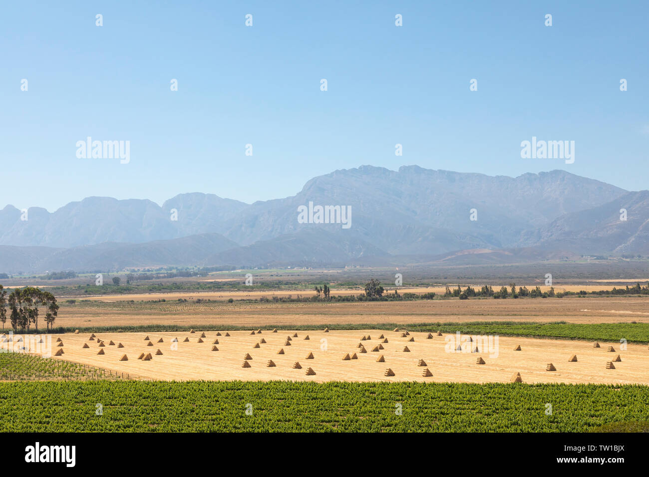 Breede River Valley during spring harvest of hay bales, Between Robertson and Worcester with Langeberg Mountains, Western Cape, South Africa Stock Photo