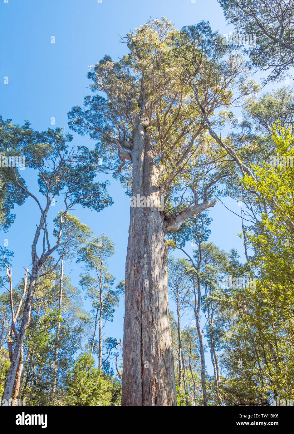 Stringybark forest hires stock photography and images Alamy