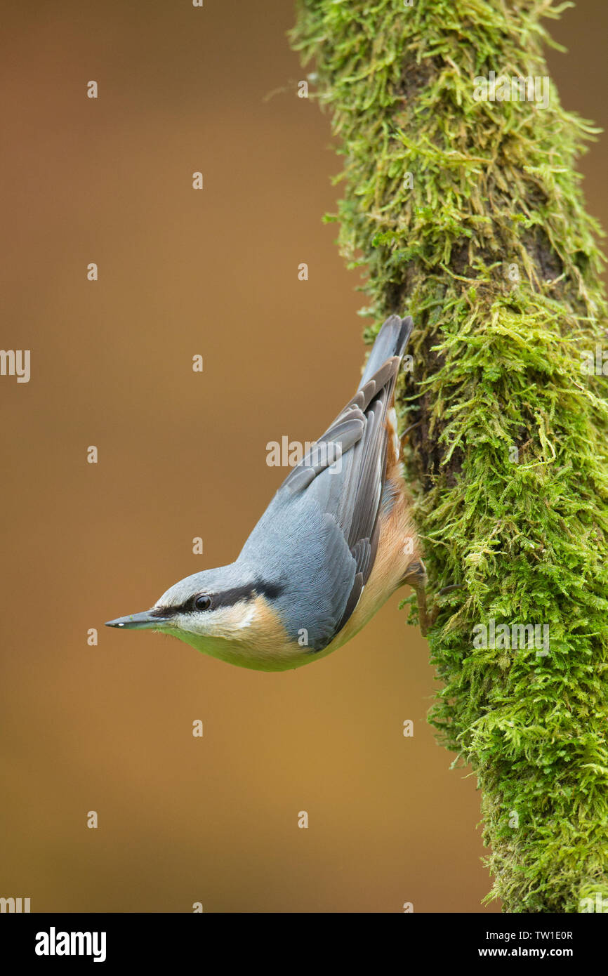 A nuthatch striking its characteristic pose whilst perched atop a mossy tree trunk, during the autumn in the Blackdown hills, Somerset, UK Stock Photo