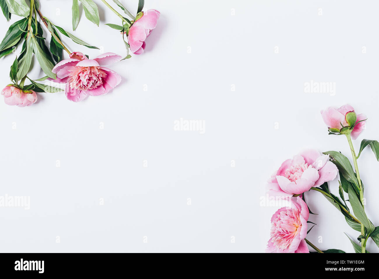 Floral flat lay background with pink flowers on white background. Frame ...