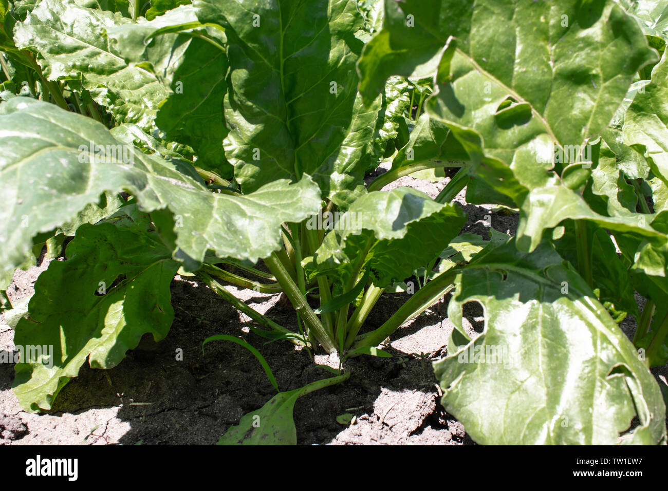 Growing beetroot tops hires stock photography and images Alamy