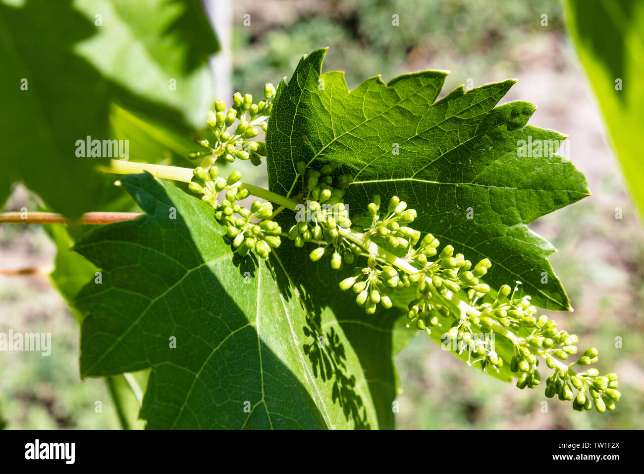 Green, immature, young grapes in the vineyard, closeup, grapes, growing vines in the yard Stock