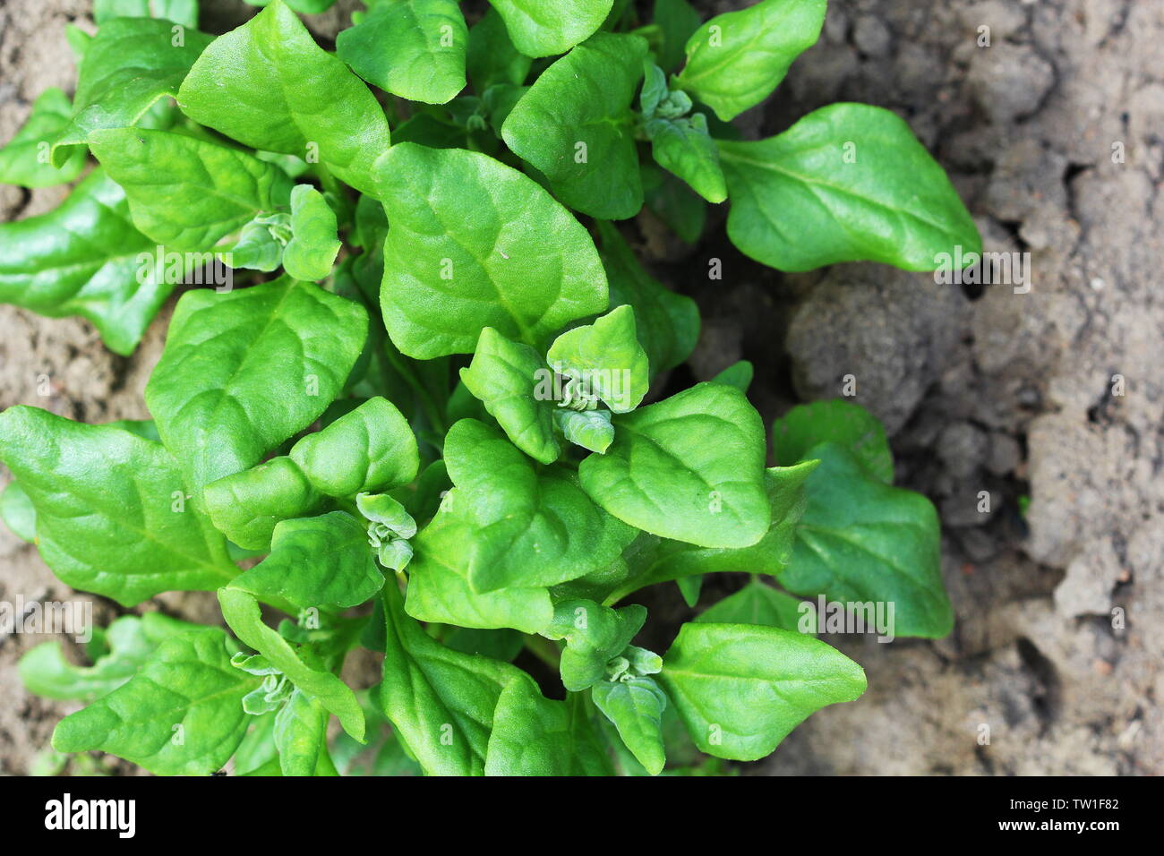 Tetragonia tetragonioides, New Zealand spinach growing in garden Stock Photo