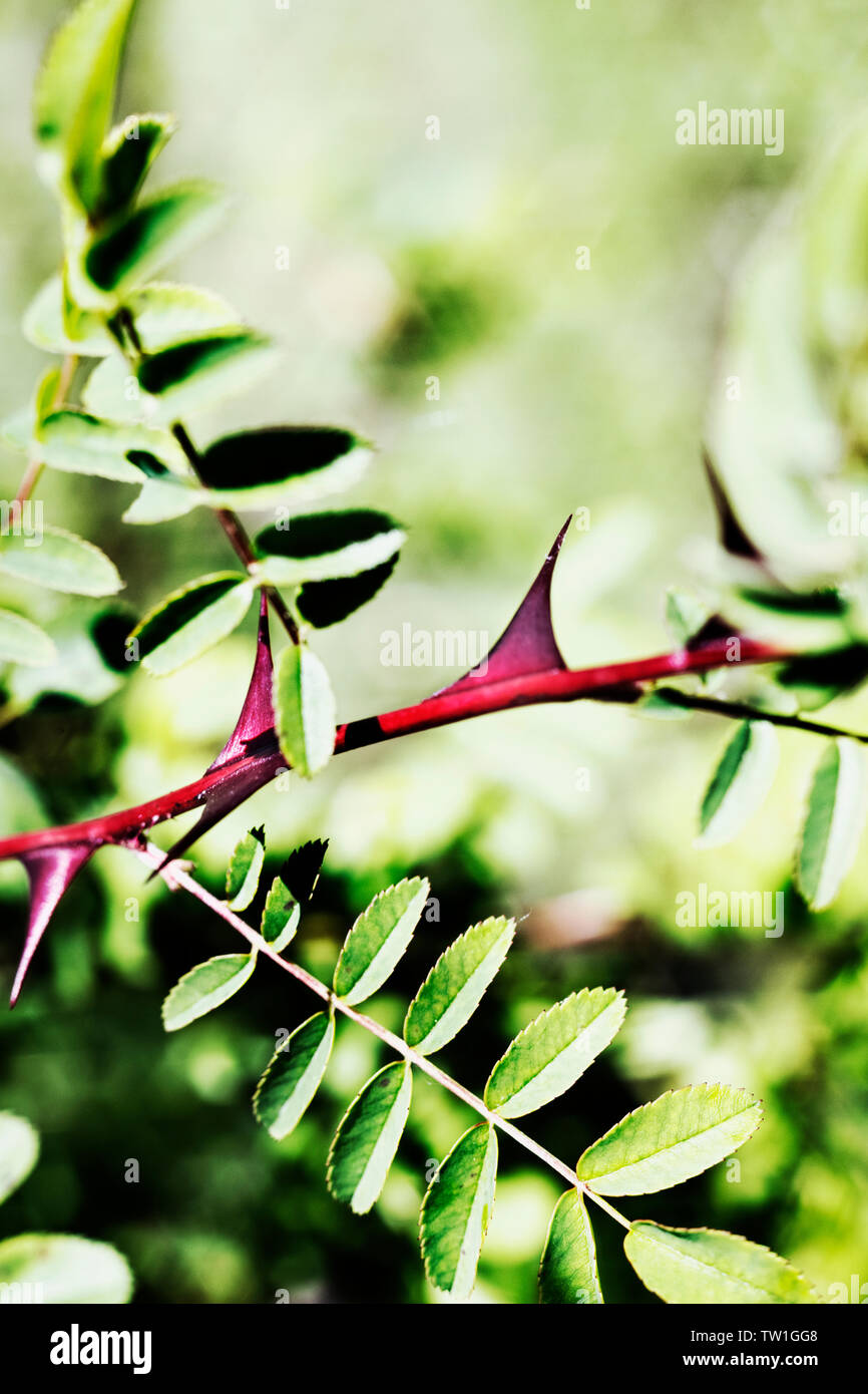 Beautiful red wiged thorns of rose plant , redwing rose -pteragonis -also called silky rose , Stock Photo