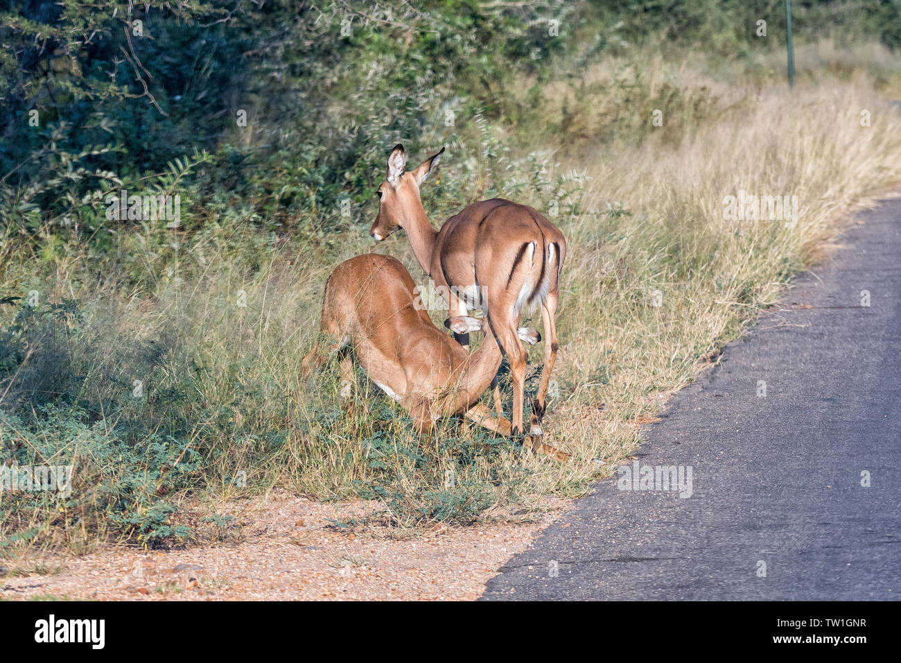 Impala Ewe With Calf High Resolution Stock Photography and Images - Alamy