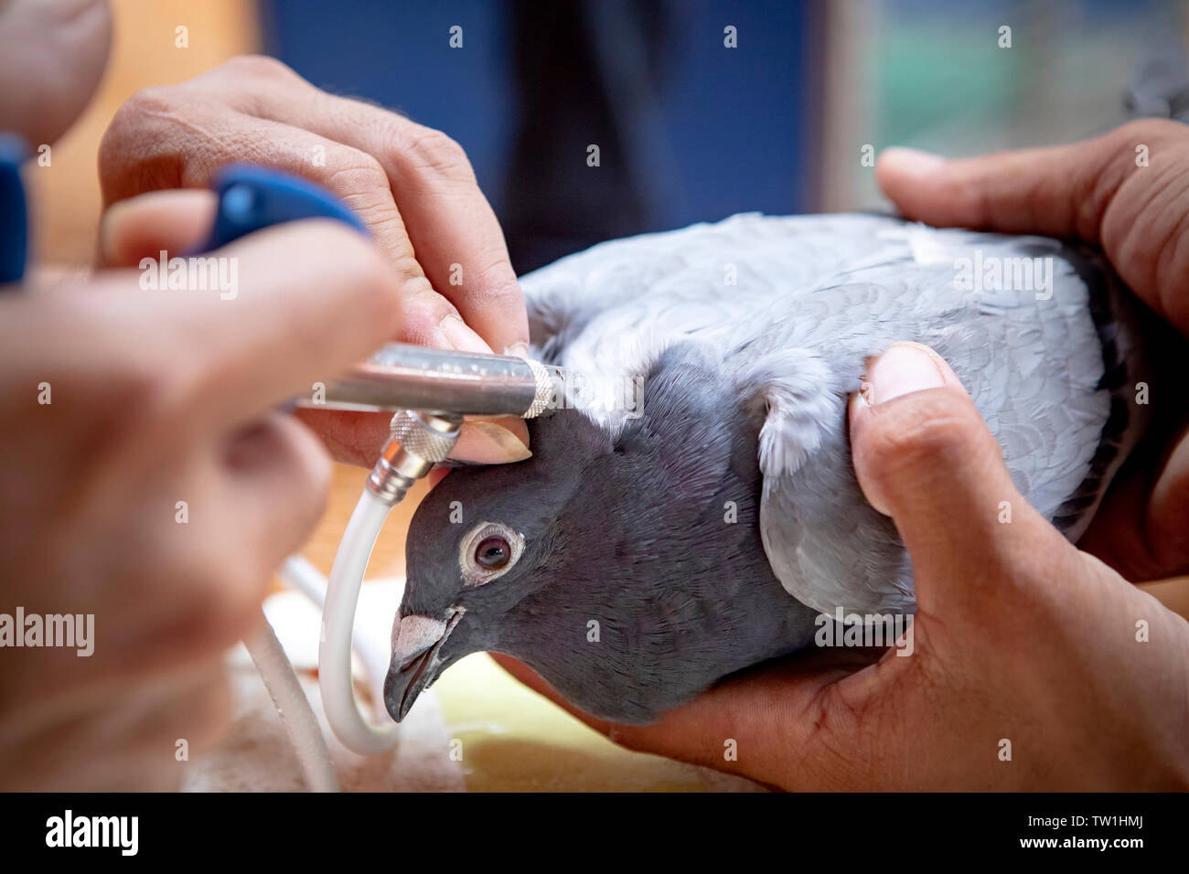 vaccine-treatment-on-pigeon-neck-TW1HMJ.jpg
