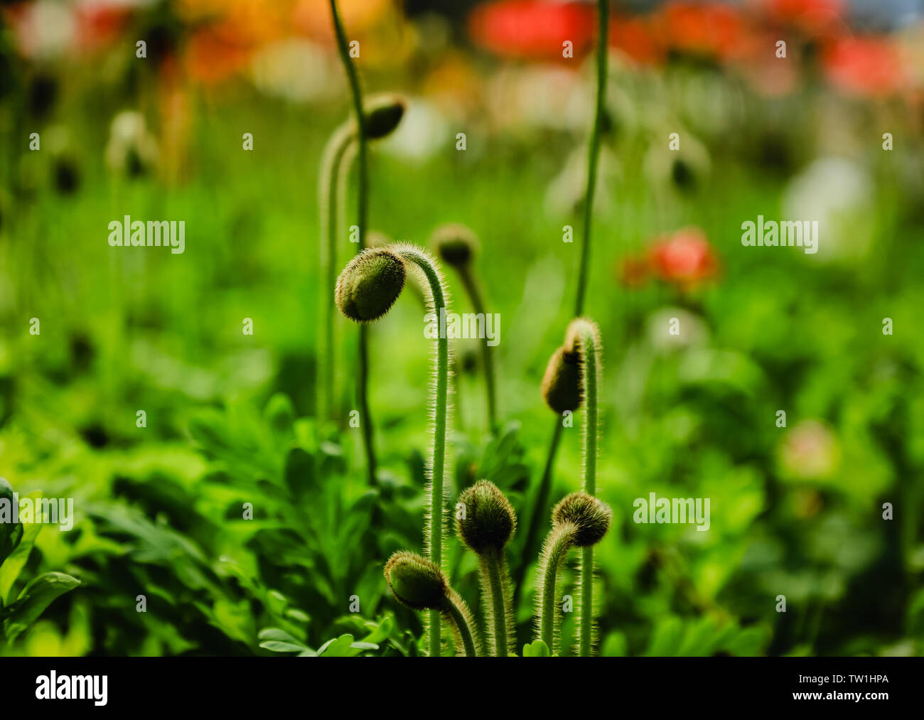 poppy seedlings images