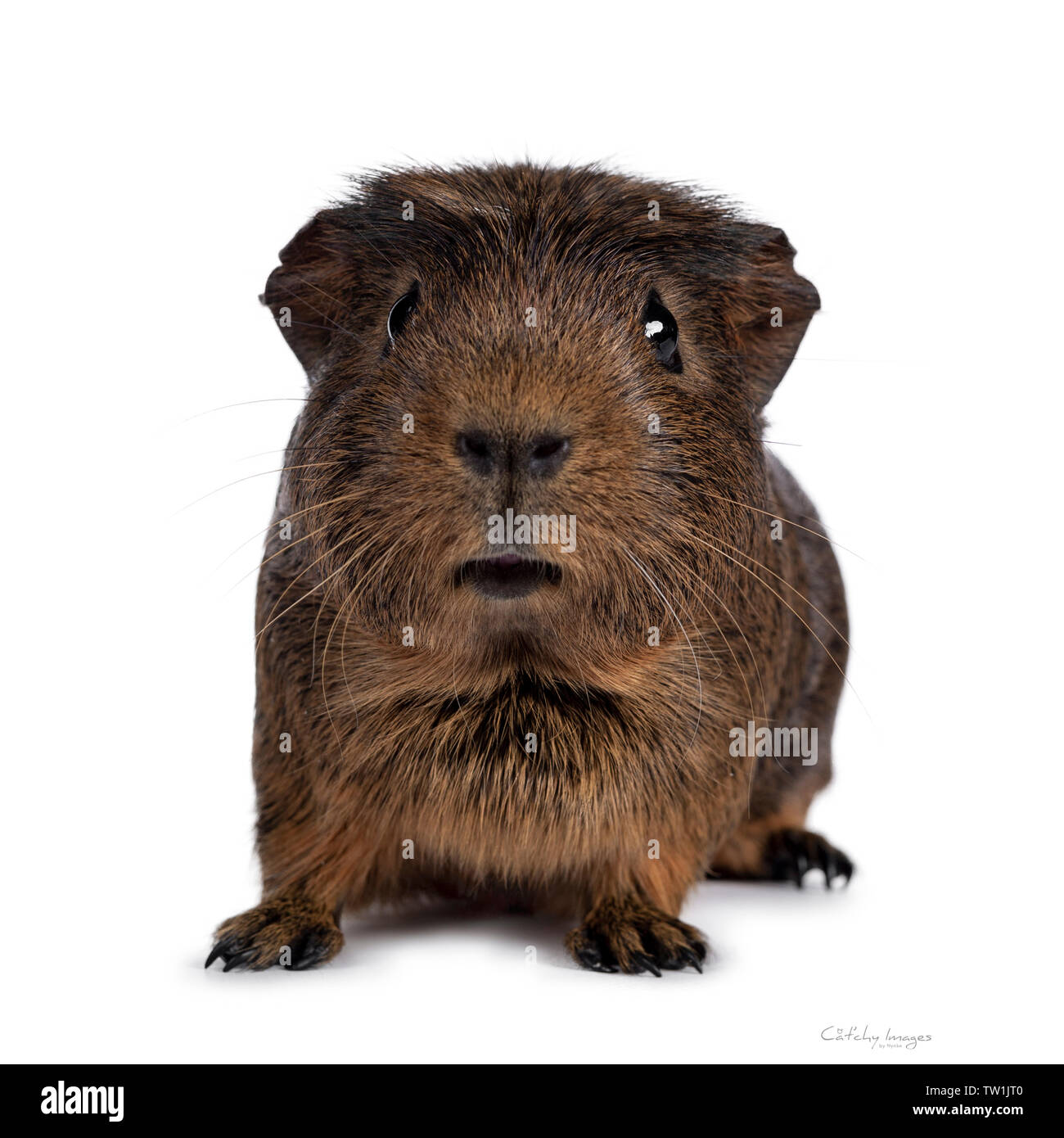 Cute crested cavy, standing facing front. Looking towards camera. Isolated on white background. Mouth silly open. Stock Photo