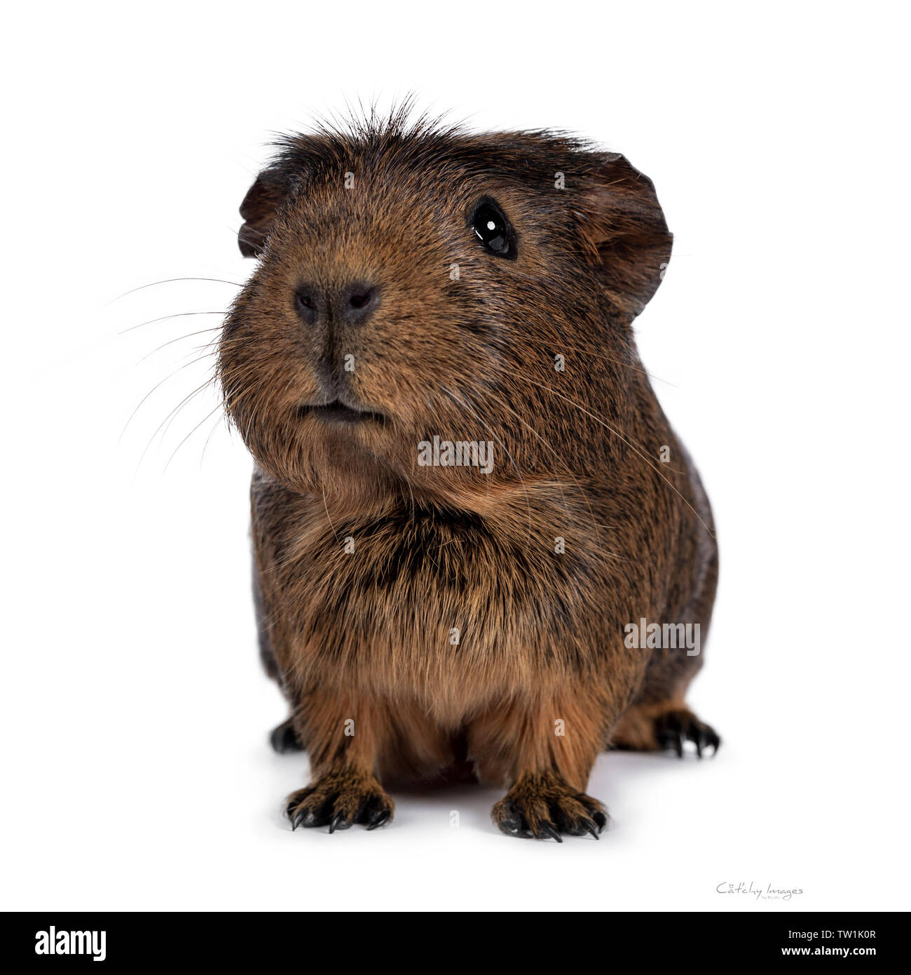 Cute crested cavy, standing facing front. Looking towards camera with tilted head. Isolated on white background. Mouth silly open. Stock Photo