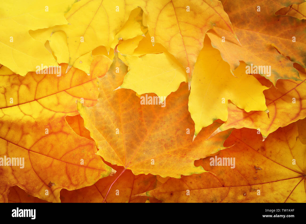 Autamn leaf texture. Nature composition Stock Photo - Alamy