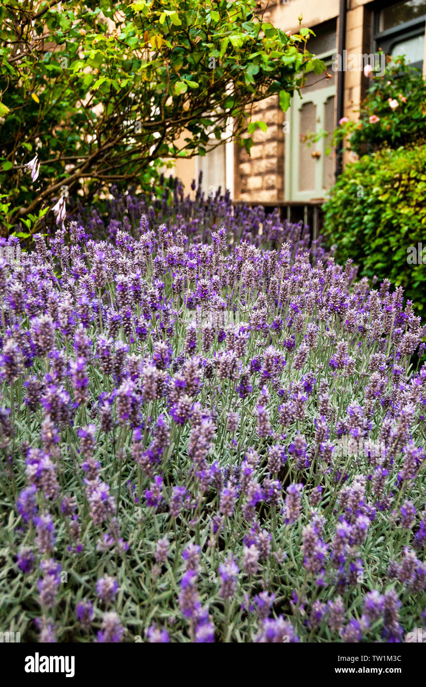 English Lavender, giving off a wonderful scent as you brush by in a cottage garden in historic Bath England. Stock Photo